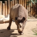 Have you ever seen a real big rhinoceros live?